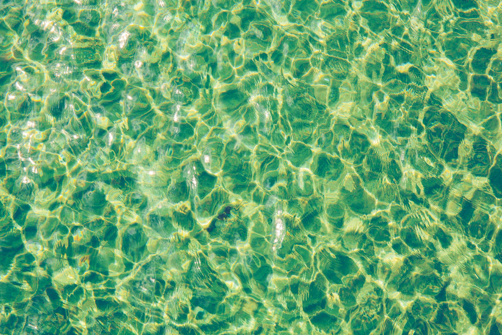 Comprehensive Guide to Understanding and Battling Pool Algae