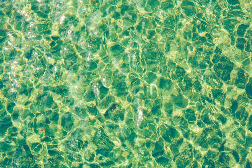 Comprehensive Guide to Understanding and Battling Pool Algae