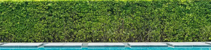 Bush around swimming pool